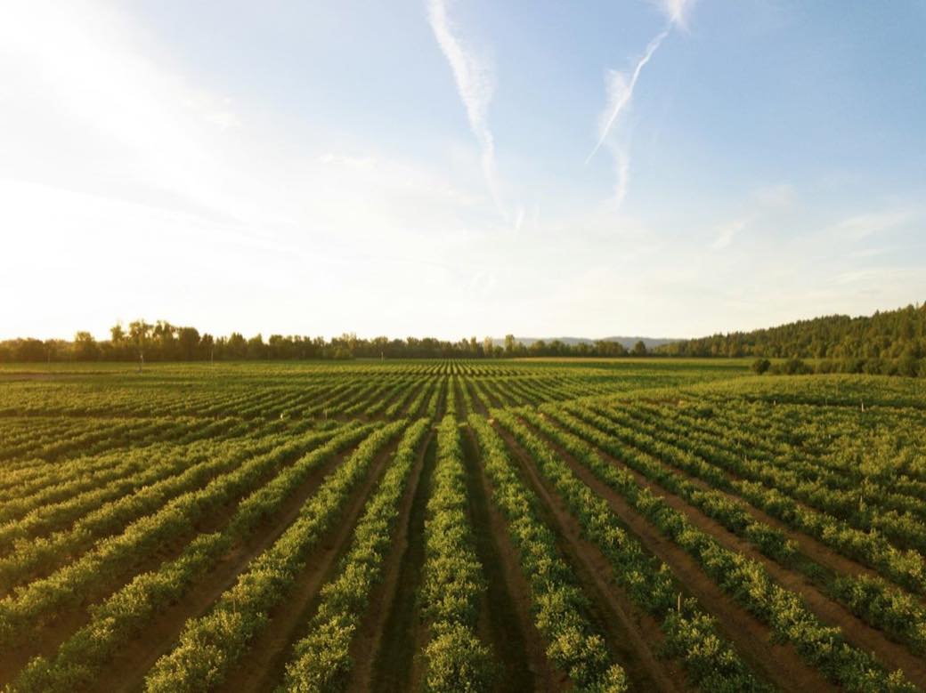 Rows of green crops in a field