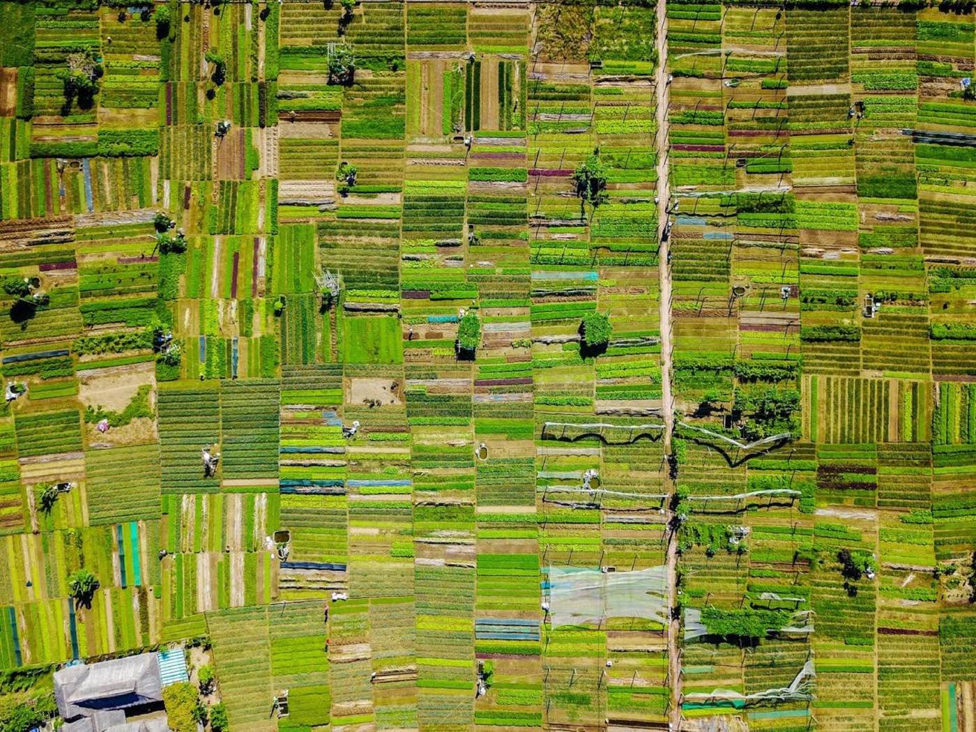 Aerial patchwork of cultivated crop fields