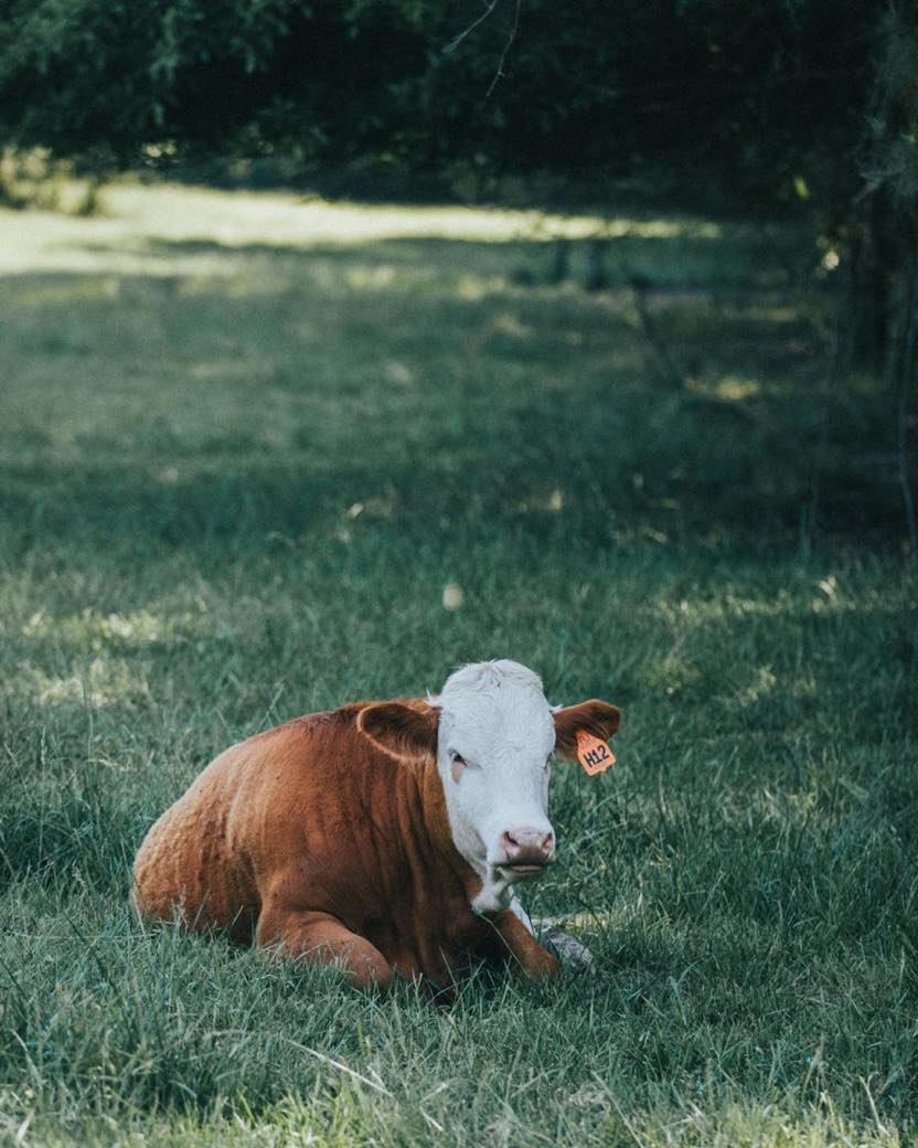 Ear-tagged Hereford cow grazing on open pasture