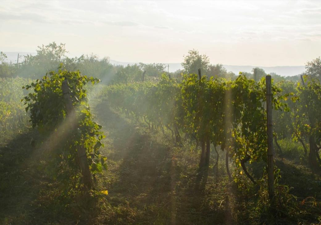 Vineyard rows running over rolling countryside